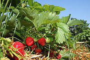 Erdbeerfeld  (Foto: Martin Schmitz)